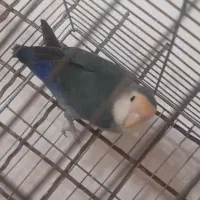 پرنده|پرنده|مشکیندشت, |دیوار