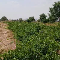 باغ انگور متری ۲۰۰ هزار
