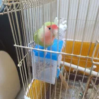 کوتوله برزیلی|پرنده|اصفهان, کشاورزی|دیوار