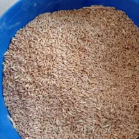 گندم دیم آذر 2