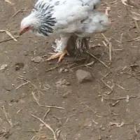 تعدادی جوجه امپراطور بفروش میرسد