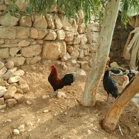 دو عدد خروس کُردی|حیوانات مزرعه|سرپل ذهاب, |دیوار