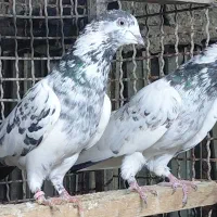 کبوتر پروازی درجه یک|پرنده|قائم‌شهر, |دیوار