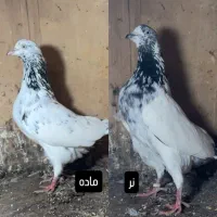 کبوتر ساعت سنگین با ضمانت