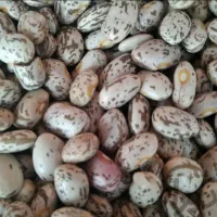 لوبیا چیتی لرستان
