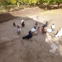 کبوتر|پرنده|مرند, |دیوار