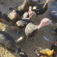 بوقلمون|حیوانات مزرعه|خمک, |دیوار