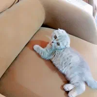 توله های اسکاتیش فولد