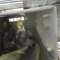 پرنده|پرنده|پیشوا, |دیوار