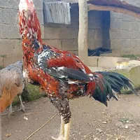 خروس لاری7ماه،جفت