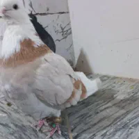 جفت کبوتر شازده زرد وسیاه عتیقه|پرنده|همدان, |دیوار