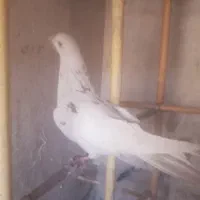 ۱۰ عدد کبوتر پزشی|پرنده|مهدی شهر, |دیوار