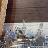 عروس هلندی فروش یا معاوضه|پرنده|شهرکرد, |دیوار