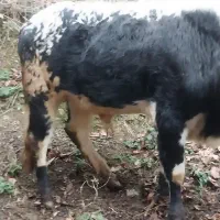 گوساله نر|حیوانات مزرعه|ماکلوان, |دیوار