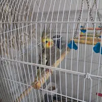 عروس هلندی|پرنده|آستارا, |دیوار