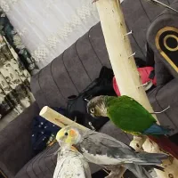 گرینچیک|پرنده|نسیم‌شهر, |دیوار