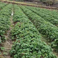 بوته توت فرنگی کاماروسا و گاویتا|خدمات باغبانی و درختکاری|رشت, معلم|دیوار