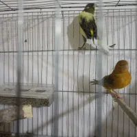 قناری نر و ماده|پرنده|تبریز, |دیوار