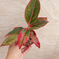 فروش گل درخانه