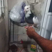 کبوتر