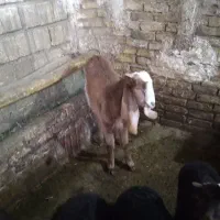 بز  افغانی نژاد دار|حیوانات مزرعه|ملایر, |دیوار