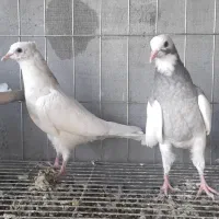 کبوتریاکفتر طوقی