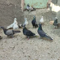 ۳۰ طوق کفتر ماده پرشی قرچک ورامین