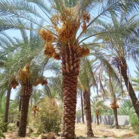 نخل فضا سبز و پاجوش انواع نخل مجول|خدمات باغبانی و درختکاری|شیراز, ارم|دیوار