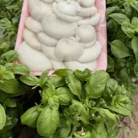 قارچ صدفی|خوردنی و آشامیدنی|کرج, عظیمیه|دیوار