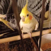 عروس هلندی باقفس