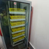 جوجه گلپایگان  ۳ روزه ۵۰ تومان هر تعداد خواستید