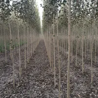 نهـال صنــوبر ممتاز با ریشه قوی و رشد تضمینی|خدمات باغبانی و درختکاری|قزوین, |دیوار