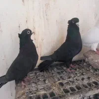 زاغ کاکولی نوک سفید چش سفید