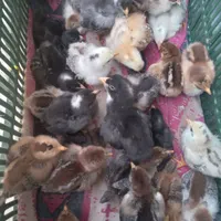 ترشی آلوچه وجوجه محلی