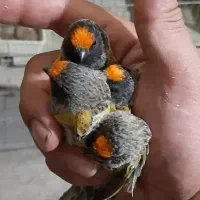 انواع دان6 سهره گلبسر قناری فنچ طوطی عروس هلندی