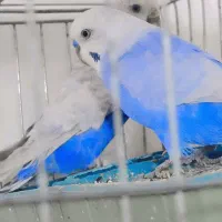 مرغ عشق رینبو خوش رنگ