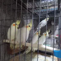 عروس هلندی ومرغ عشق انگلیسی