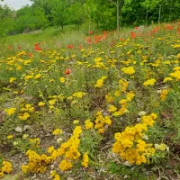 سوییت ویلای اجاره ای در شاندیز|اجارهٔ کوتاهمدت آپارتمان و سوئیت|شاندیز, |دیوار