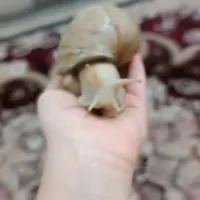 حلزون|خزنده|اهواز, کوی آغاجاری|دیوار