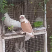 کفتر نر فری ساتن چینگ ریز پلنگ زرد