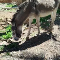 خر یا الاغ نر فروشی