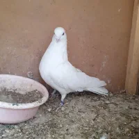 دوجفت کفتر پرش بالا ،همه چی تموم***