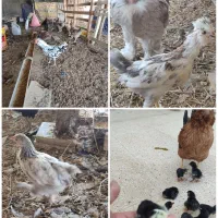 تخم مرغ نطفه دار|حیوانات مزرعه|زرند, |دیوار