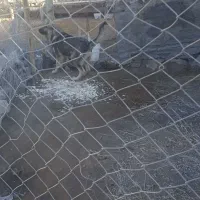 توله ماده پشدر 4 ماهه