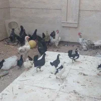 مرغ و خروس|حیوانات مزرعه|هشتگرد, فاز ۲ مهستان|دیوار