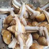 حلزون آلبینو|خزنده|تبریز, |دیوار