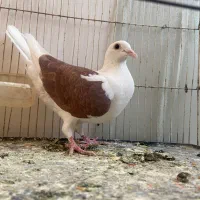 پشت کویتی سرخ سار سرور سبز پلاکی مسافتی زاغ ماده
