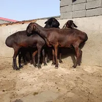 میش چینی قندوزی  ،میش افغانی ،بره قوچ چینی|حیوانات مزرعه|تهران, افسریه|دیوار