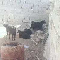 تروشت جوان