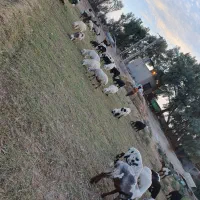 فروش تعدادی گوسفند،بز،بره،کره